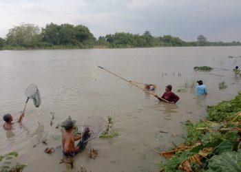 Ratusan Warga Tepi Bengawan Solo Berburu Ikan Mabuk