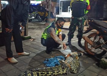 Warga Gisik Cemandi Tangkap Buaya Sepanjang 2 Meter