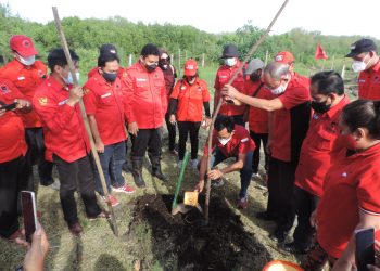 Peduli Lingkungan, DPC PDIP Surabaya Tanam 100 Bibit Cemara Udang
