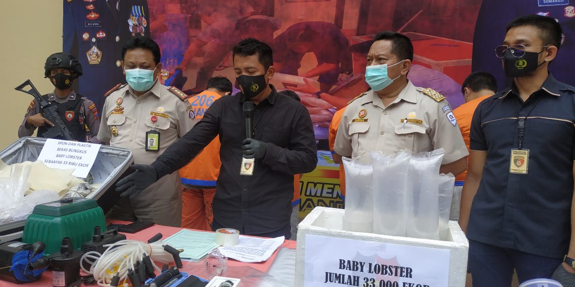 Polresta Sidoarjo Gagalkan Pengiriman 33 Ribu Baby Lobster Ilegal di Bandara Juanda