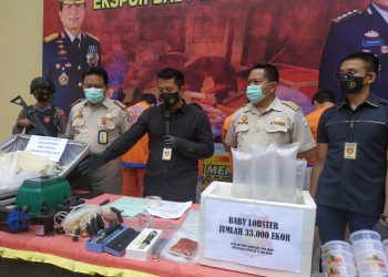 Polresta Sidoarjo Gagalkan Pengiriman 33 Ribu Baby Lobster Ilegal di Bandara Juanda