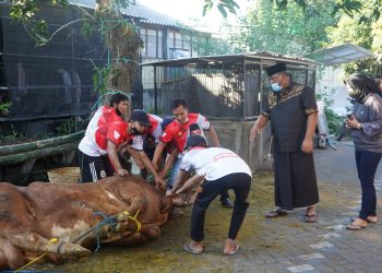 Pasutri Rahmat Muhajirin Qurban 7 Ekor Sapi Untuk Warga 7 Desa
