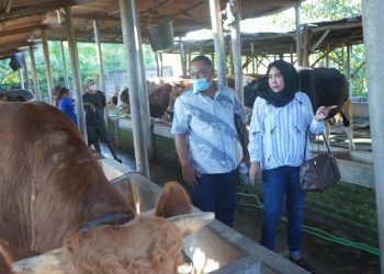Rahmat Muhajirin Salurkan Hewan Kurban 15 Sapi Limusin dan Puluhan Kambing ke Masyarakat