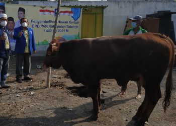 DPD PAN Sidoarjo Bagikan Daging Kurban ke Warga Terdampak Covid-19