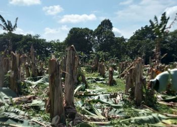 Petani Blitar Menjerit, Lahan Kebun Pisang Seluas 5 Ha Dihancurkan Preman, Polisi Dilapori Tak Respon