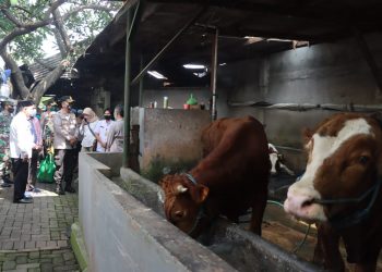 Cek PMK, Kapolresta Sidoarjo Sidak Peternakan Sapi