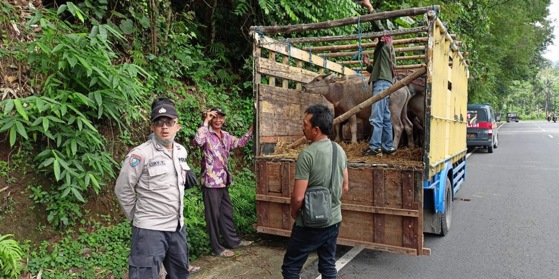 Atasi Wabah PMK, Polres Batu Gencarkan Patroli dan Penyekatan Hewan Ternak