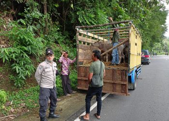 Atasi Wabah PMK, Polres Batu Gencarkan Patroli dan Penyekatan Hewan Ternak