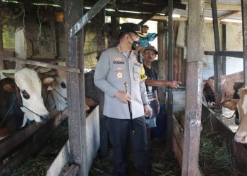 Cegah PMK Jelang Idul Adha, Polisi Sidoarjo Larang Jual Sapi ke Luar Kota