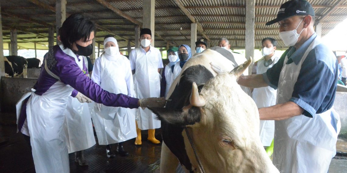 Bupati Gus Muhdlor dan Gubernur Khofifah Pastikan Hewan Ternak Sidoarjo Tervaksin PMK