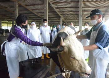 Bupati Gus Muhdlor dan Gubernur Khofifah Pastikan Hewan Ternak Sidoarjo Tervaksin PMK