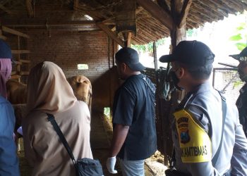 Polsek Junrejo Lakukan Pendampingan Vaksinasi PMK Hewan Ternak