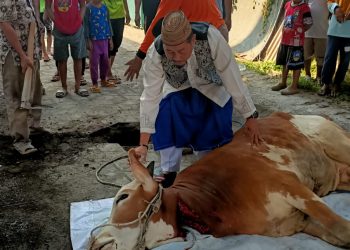 Khulaim Junaidi dan Abah Taufiqulbar Sembelih Sendiri 3 Ekor Sapi Kurban