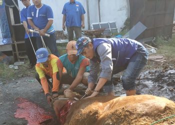 DPD PAN Sidoarjo Kurban 3 Ekor Sapi
