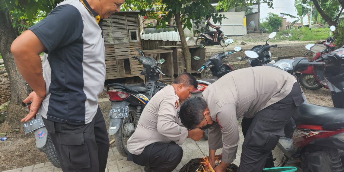 Polisi Gerebek Judi Sabung Ayam di Candi