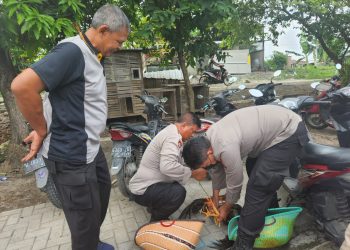 Polisi Gerebek Judi Sabung Ayam di Candi