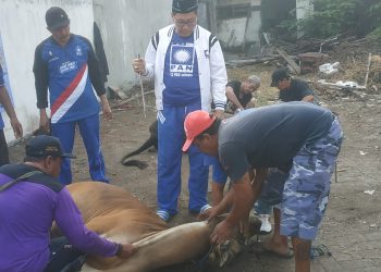 DPD PAN Sidoarjo Sembelih 2 Ekor Sapi Kurban