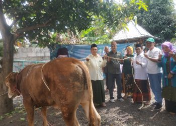 Kurban 3 Ekor Sapi, PKB Sidoarjo Berharap Raih Kemenangan Pemilu 2024