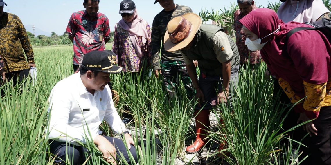 Wabup Subandi Sidak Lahan Sawah Kekeringan, 1000 Hektare Padi Terancam Gagal Panen
