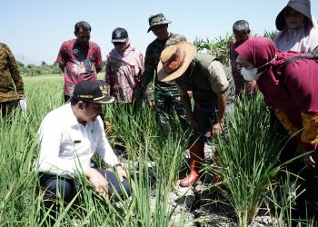 Wabup Subandi Sidak Lahan Sawah Kekeringan, 1000 Hektare Padi Terancam Gagal Panen