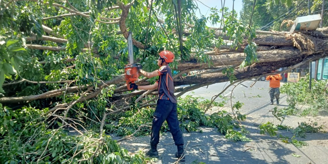 Gotong Royong Evakuasi Pohon Tumbang di Raya Kebonagung Sukodono