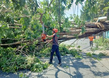 Gotong Royong Evakuasi Pohon Tumbang di Raya Kebonagung Sukodono
