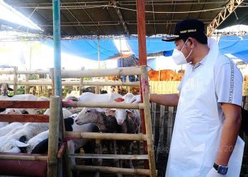 Plt Bupati Sidoarjo H Subandi Pastikan Hewan Kurban Sehat dan Aman
