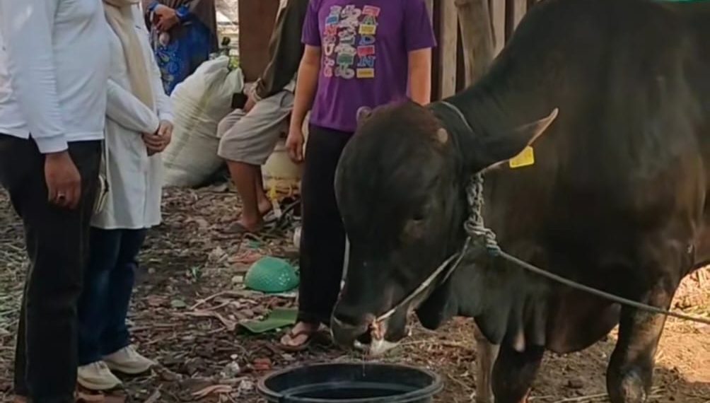 Bacabup Sidoarjo Abah Gik Kurban 4 Ekor Sapi