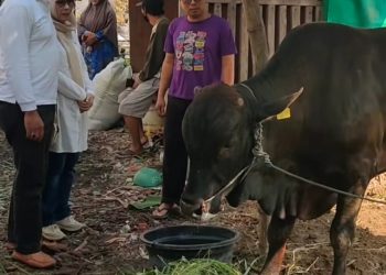 Bacabup Sidoarjo Abah Gik Kurban 4 Ekor Sapi