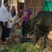 Bacabup Sidoarjo Abah Gik Kurban 4 Ekor Sapi