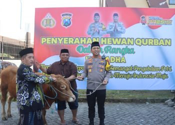Polresta Sidoarjo Salurkan Hewan Kurban 21 ekor Sapi dan 55 ekor Kambing ke Masyarakat