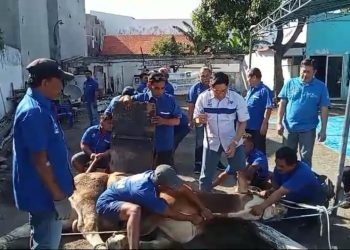 DPD PAN Sidoarjo Sembelih 2 Ekor Sapi Kurban