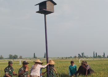 Basmi  Hama Tikus Serang Sawah Petani, Pemkab Gelar Gerakan OPT