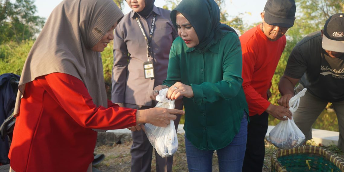 Ikut Panen Ikan dan Udang, Cawabup Hj Mimik Borong dan Bagikan Hasil Tambak Tanggulangin