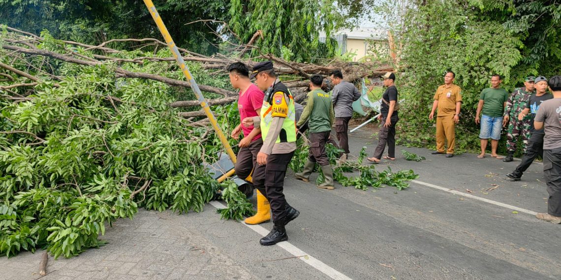 Petugas Gabungan Evakuasi Pohon Tumbang Akibat Hujan Disertai Angin Kencang di Sidoarjo