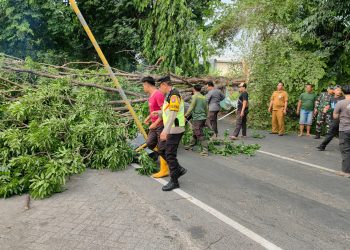Petugas Gabungan Evakuasi Pohon Tumbang Akibat Hujan Disertai Angin Kencang di Sidoarjo