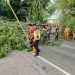 Petugas Gabungan Evakuasi Pohon Tumbang Akibat Hujan Disertai Angin Kencang di Sidoarjo