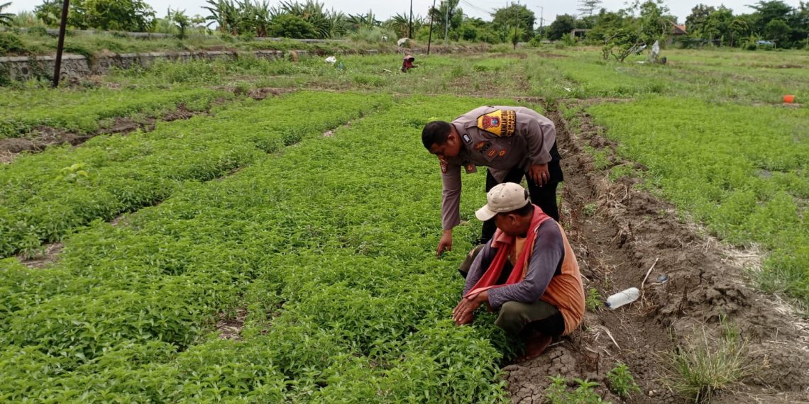 Polsek Tulangan Laksanakan Penanaman Sayur Bersama Petani di Desa Grabagan