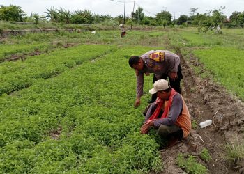 Polsek Tulangan Laksanakan Penanaman Sayur Bersama Petani di Desa Grabagan
