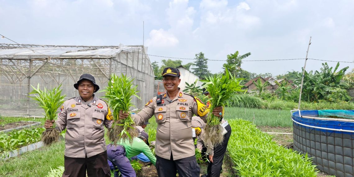 Polsek Balongbendo Bersama Warga Panen Kangkung dari Lahan Desa Bakungtemenggungan