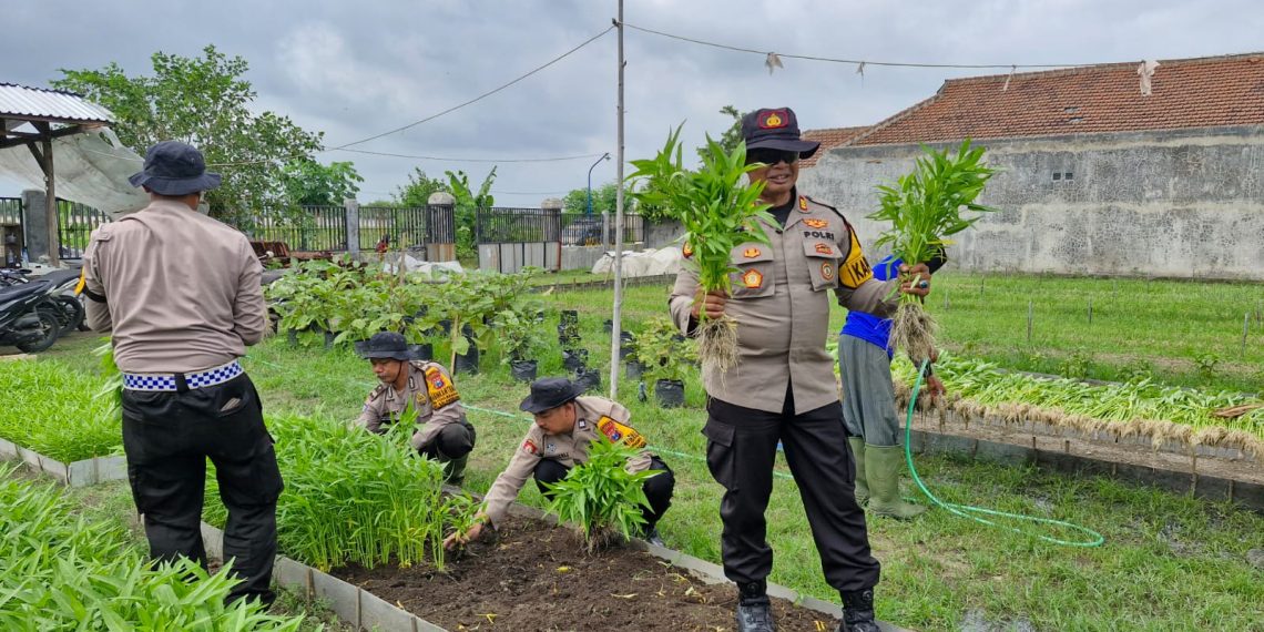 Polsek Balongbendo bersama Warga Bakungtemenggungan Panen Kangkung