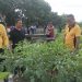 Kapolsek Krian Turun Langsung Cek Ketahanan Pangan di Desa Junwangi