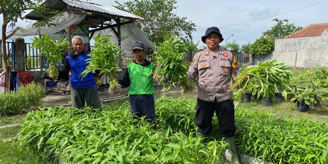 Bhabinkamtibmas Bakung Temenggungan bersama Warga Panen Kangkung