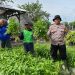 Bhabinkamtibmas Bakung Temenggungan bersama Warga Panen Kangkung