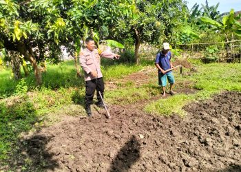 Bhabinkamtibmas Desa Jiken Tulangan Pastikan Optimalisasi Pengolahan Lahan Pangan Bergizi