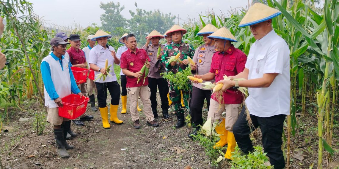Kapolsek Porong dan Warga Gelar Panen Raya Jagung di Pekarangan Bergizi Lapas Kelas I Surabaya