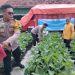 Gotong Royong Distribusikan Bibit Hortikultura di Desa Lemujut