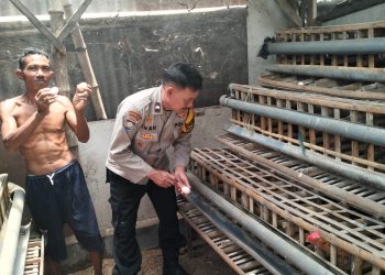 Bhabinkamtibmas Desa Jatikalang Polsek Krian Tinjau Peternakan Ayam Petelur