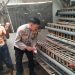 Bhabinkamtibmas Desa Jatikalang Polsek Krian Tinjau Peternakan Ayam Petelur