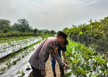 Bhabinkamtibmas Sambibulu Polsek Taman Cek Pekarangan Pangan Lestari